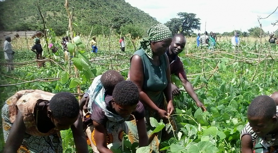 Malawi: FAO to conduct FFS Training for Facilitators on promotion of safe alternatives to chemical pesticides